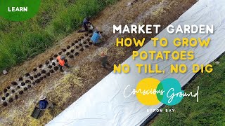 How to Grow Potatoes - No Till, No Dig