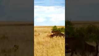 Download lagu eland try fight back against Lion's. #shorts #lion #shortvideo #short mp3