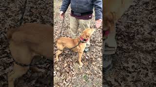 Video preview image #1 Mountain Cur-Unknown Mix Puppy For Sale in Cookeville, TN, USA