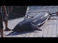 Crane Collapses Onto Boat After Workers Try To Weigh Massive Marlin 2 Injured