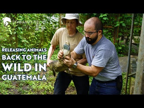 Wildlife Rescue and Conservation in Guatemala