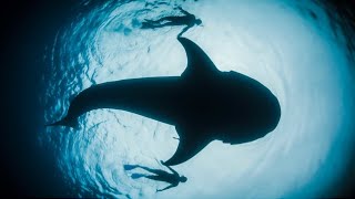 Racing Extinction -  Why Sharks Matter