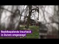 Kap van beeldbepalende treurbeuk in Duiven snel gepiept