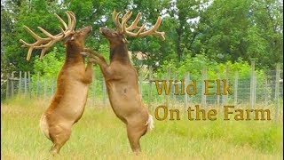 Wild Elk On the Farm