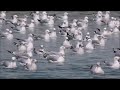 Ring Billed Gulls