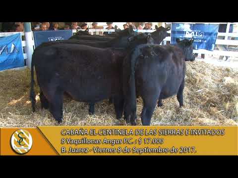 08-09-17 Venta de Vientres MAS y P.C. - Cabaña El Centinela de Las Sierras e Invitadas - B. Juarez.