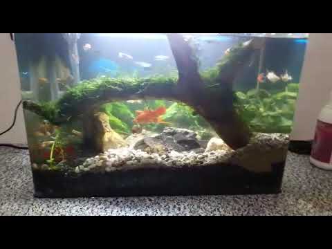 Aquascape Mini Kapur Ajaib