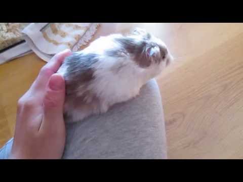 download lagu mp3 mp4 Chocolate Syrian Hamster, download lagu Chocolate Syrian Hamster gratis, unduh video klip Chocolate Syrian Hamster