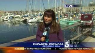 preview picture of video 'Millions? of Dead Fish Found Off Redondo Beach, CA (Full Report) Statistics Don't Match Up!'