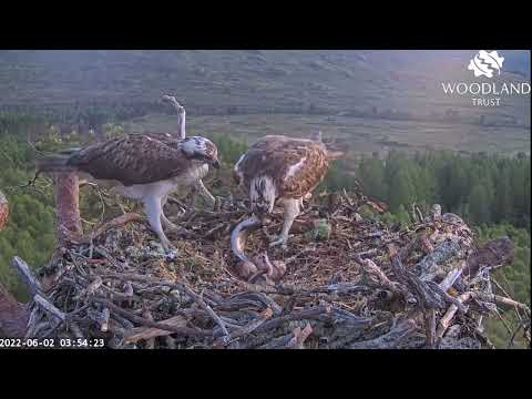 NEWS! Second Loch Arkaig Osprey chick is hatching on Jubilee day 2 Jun 2022