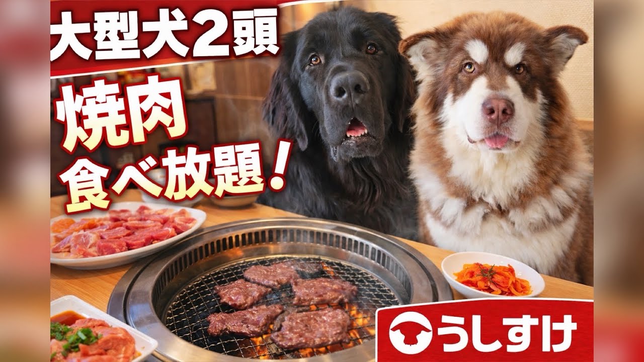 大型犬2頭が焼肉食べ放題！何人前食べたでしょう？うしすけ☆ニューファンドランド&アラスカンマラミュート子犬