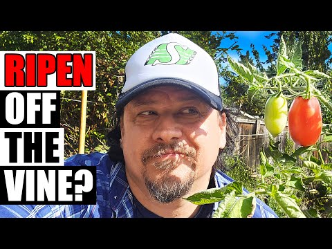 Solutions To Blossom End Rot In Tomatoes etc