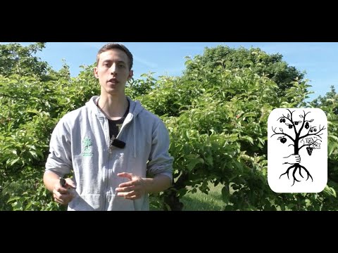 Wasserschosser (Wassertriebe) richtig entfernen - Baumschnitt | Grundlagen Obstbaumschnitt