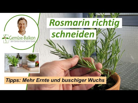 Rosmarin 🌿 richtig schneiden ✂️ und ernten für buschiges Wachstum 🌴 und reiche Ernte
