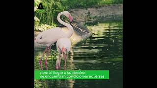 #Naturaliza | Última Hora Ambiental | Ecoembes