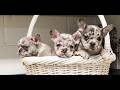 French Bulldog dogs for sale: Rose  - Video 1