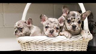 Video preview image #1 French Bulldog Puppy For Sale in EAST EARL, PA, USA