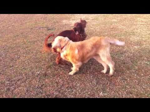 image-Do golden retrievers and Irish setters get along?