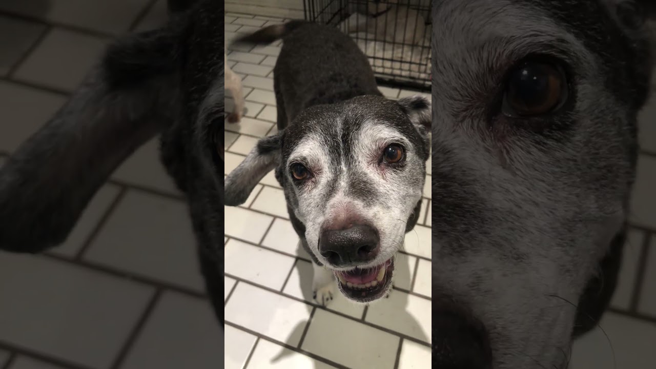 Enlarge Trooper, an adopted mixed breed in Scottsdale, AZ video 6/6