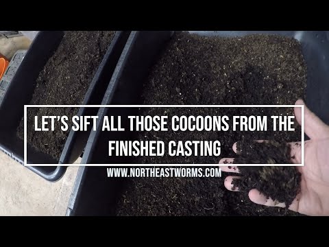 Let's sift all those cocoons from the finished casting and restart a Big Nursery bin
