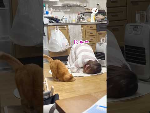 酔っぱらいと猫が通じ合ってる🤣｜PECO