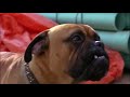 Homeward Bound 2 Lost In San Francisco 1996 Clip