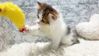 ミヌエットの動画01