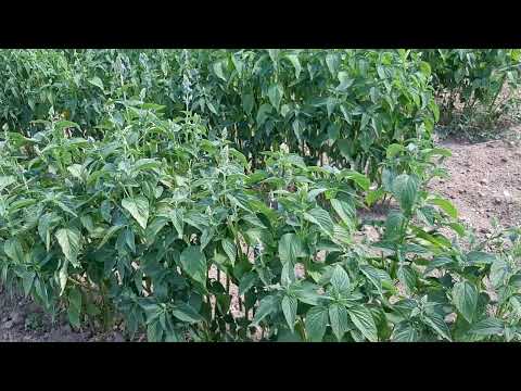 Чіа квітує на Черкащині 16.07.2025