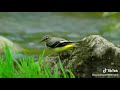 Whatsapp Status For Birds Birds Love