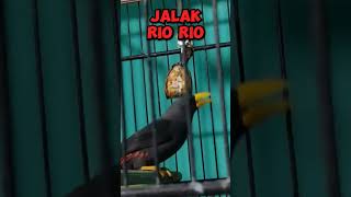 Download lagu Burung jalak rio rio #kicaumania mp3
