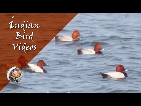 Common Pochard Aythya ferina na vode