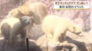 八木山動物公園で初めて成育成功　双子のホッキョクグマが年内中に他の動物園へ 年内にお別れ〈仙台市〉 (26/10/26 18:03)
