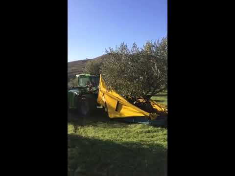 Spedo Fruipick Zeytin Hasat Makinesi Merlo Loader Uygulaması