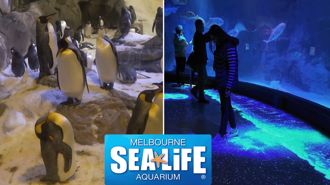 Embark on an immersive virtual tour at SEA LIFE Melbourne Aquarium.