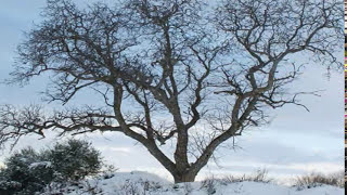 Andy Williams Days of wine and roses