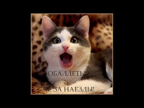 Мята, мята, мяуууута!