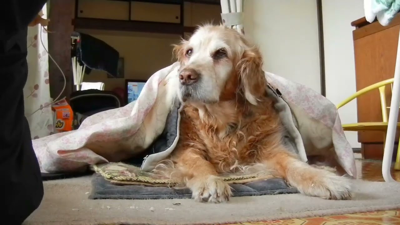 老いたゴールデンレトリバーの介護