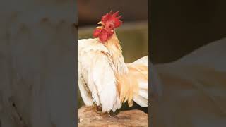 Download lagu Ayam berkokok #ayamjago #dj mp3 Download lagu Ayam berkokok #ayamjago #dj mp3