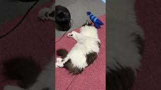 風を独占する猫【ノル猫ミロシー】 #shorts