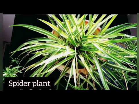 , title : 'How to grow and care for Spider plant|common problem,solution, propogation of Chlorophytum comosum'