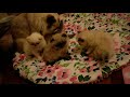Those Adorable Rolley Poley Himayalan Kittens Come See Who They Are