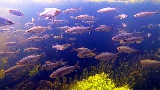 under the surface of an english river - GoPro footage