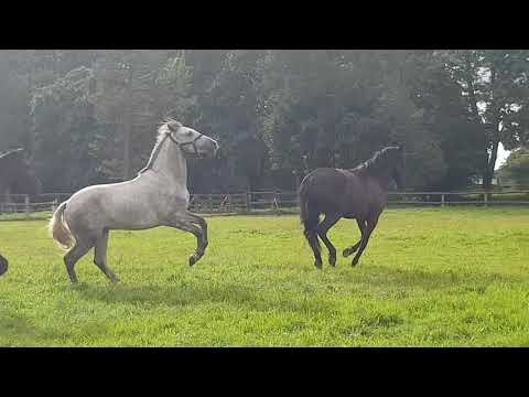 Pre Wallache Allaus,  Tajo und Odon auf der Wiese
