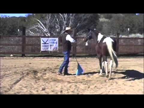 Matt Sheridan Performance Horsemanship - 5 Steps for Better Body Control - Ground Work