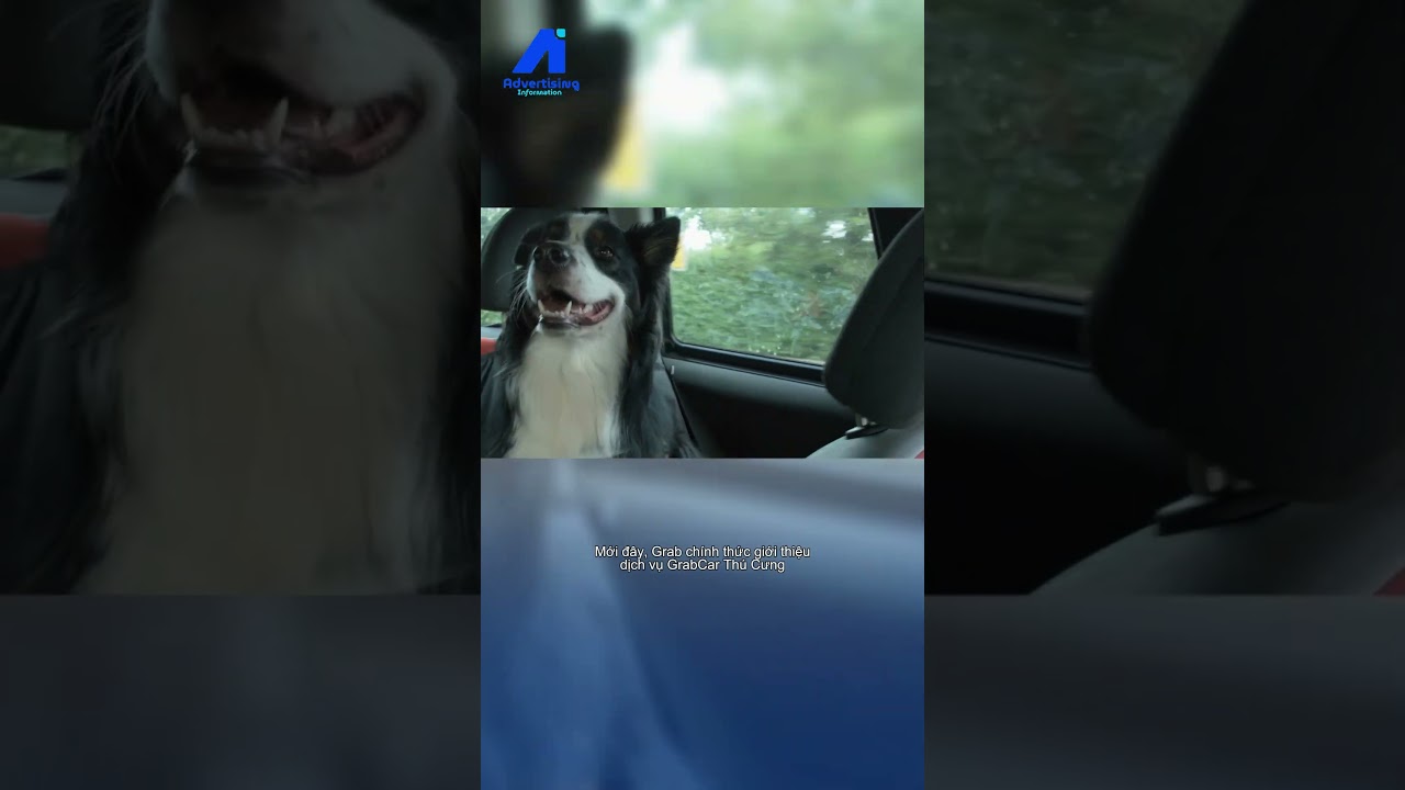 Grab ra mắt hình thức xe chở thú cưng thử nghiệm tại TP.HCM