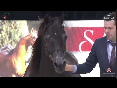 SHAYAN DE MAGNIFIQUE - UAE Nationals Al Jawaher Stud