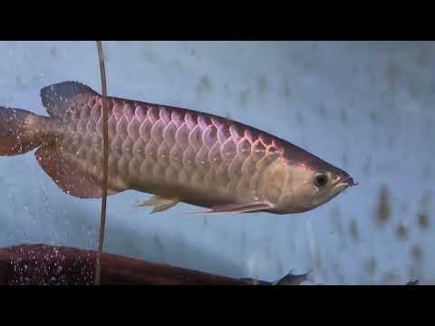 Vlog #376  22 January 2022 Spyro AK Red Arowana Fish Tank