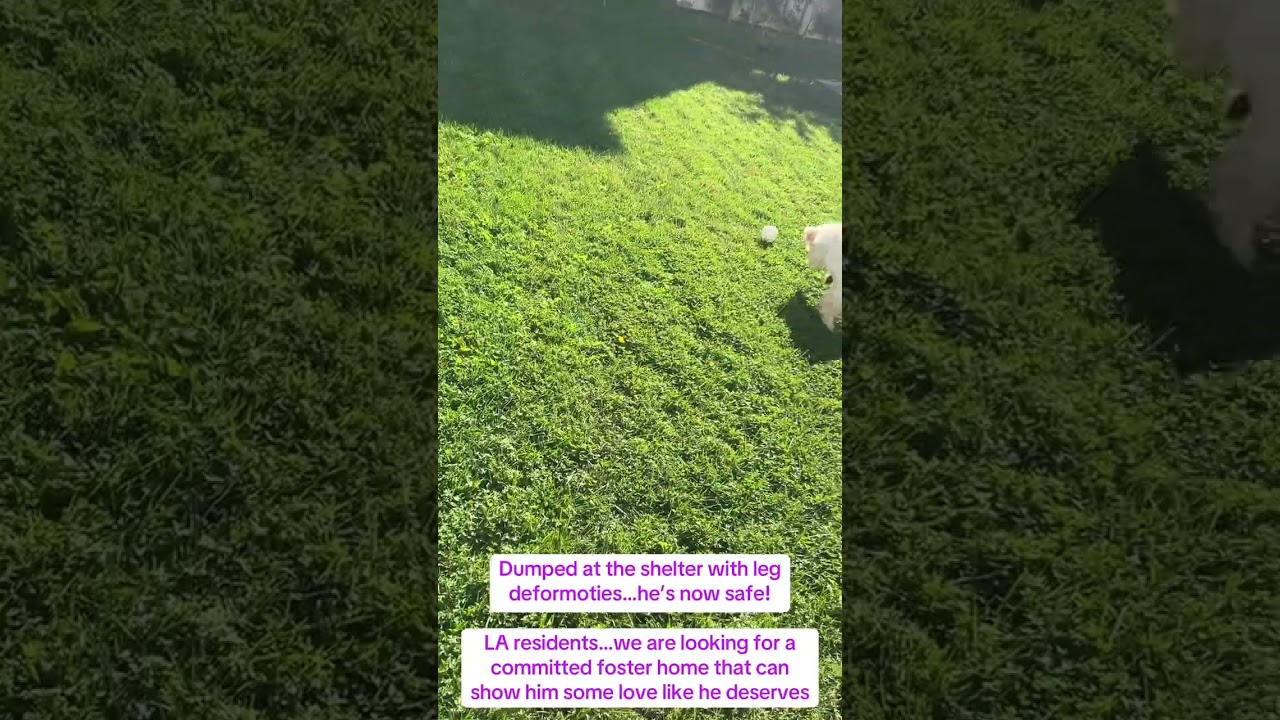 Cosmo , an adopted mixed breed in Santa Monica, CA video 5/5