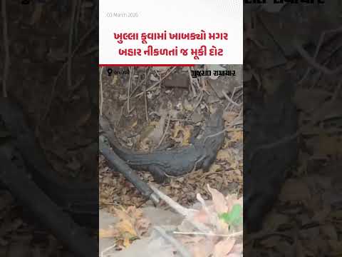 અમરેલીના ખાંભામાં ખુલ્લા કૂવામાં ખાબક્યો મગર, બહાર નીકળતાં જ મૂકી દોટ