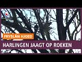 REPO: Harlingen jaagt met laserpen op luidruchtige roeken